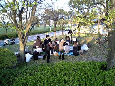 hanami 06 4 16.jpg